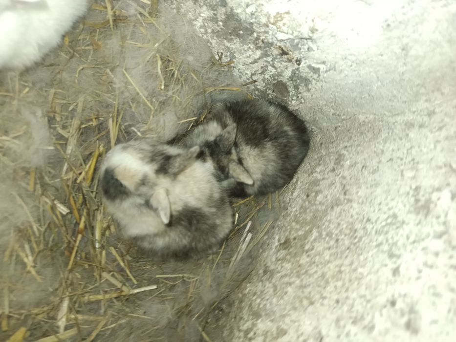 Sprzedam króliki miniaturki malutkie  3 sztuki MOŻLIWOŚĆ DOWOZU