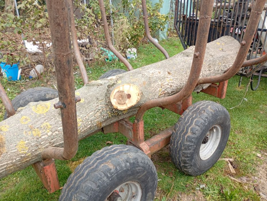 Orzech włoski w klocu