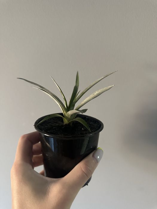 Детки комнатного декоративного ананаса