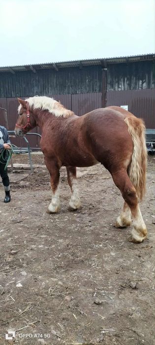 Ogier Zimnokrwisty sztumski 2 lata 168 cm wysokości
