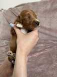 Irishdoodle Goldendoodle (Badania genetyczne)