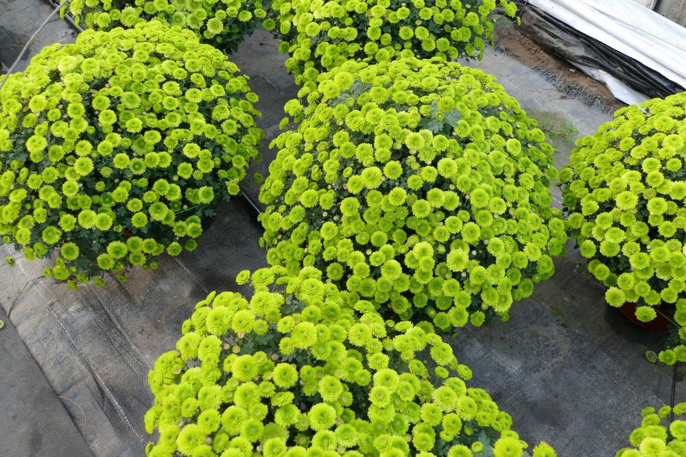 Chryzantemy drobno- i wielkokwiatowe sprzedaż hurtowa i detaliczna