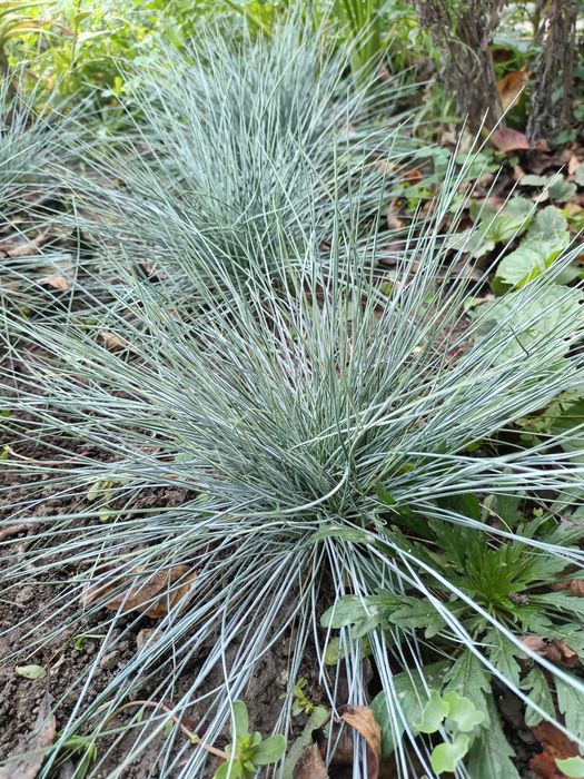 Вівсянниця сиза. Райграс бульбоносний. Фіалка біла та фіолетова