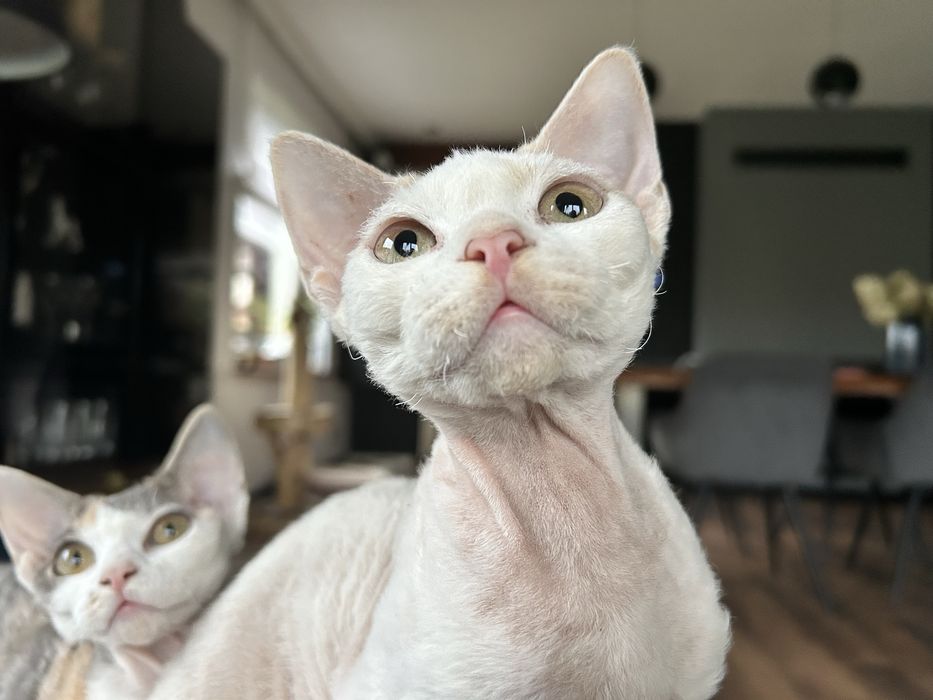 Kocurek Devon rex