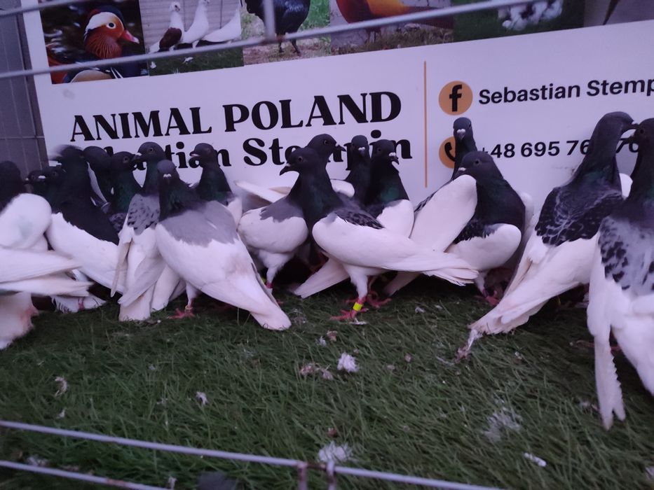 Gołębie. Murzyny. Murzyn. Możliwy transport