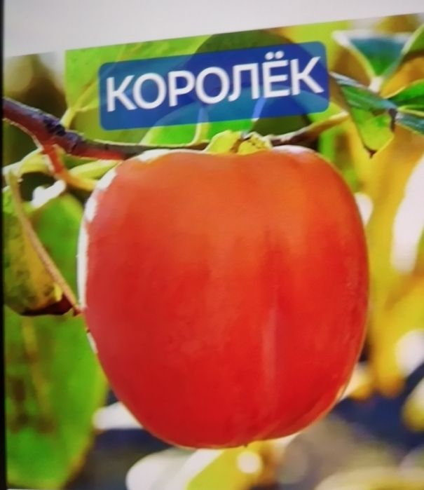 Саджанець хурми 3х річний