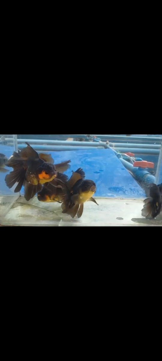 Oranda Black Apaho sklep zooPirania Olsztyn