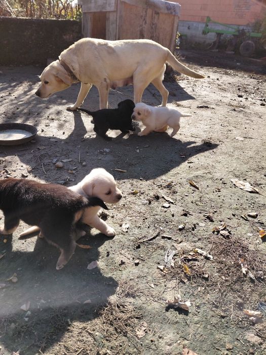 Цуценята метиси,  мама лабрадор