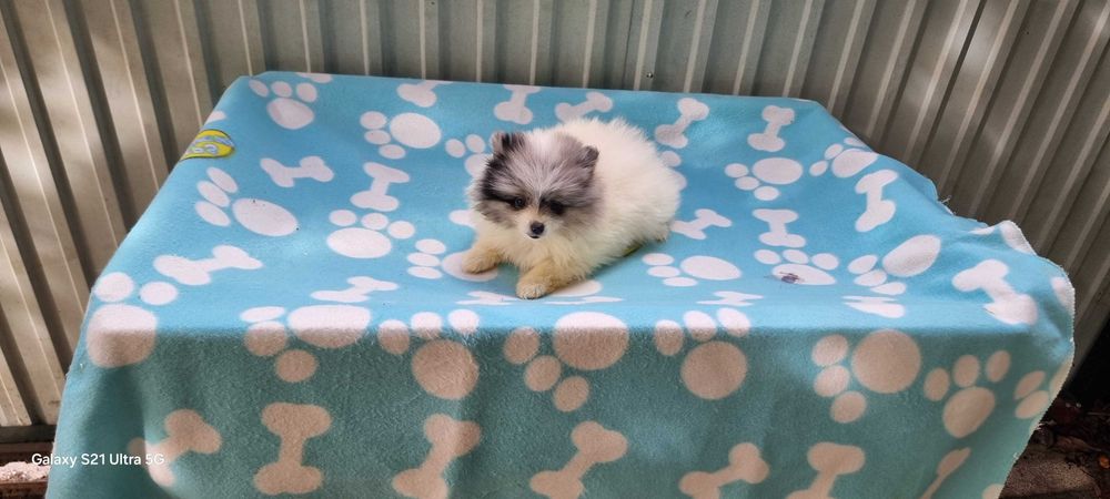 Fêmea Spitz Alemão Anão