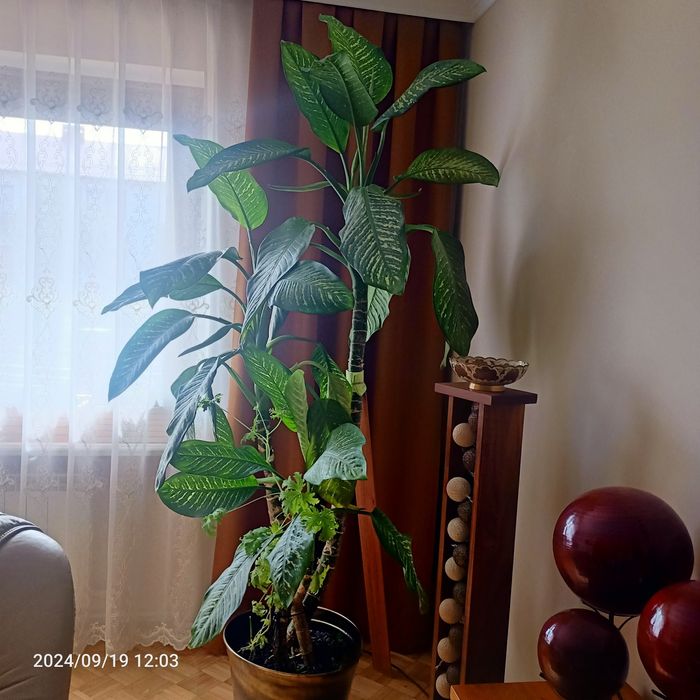 Difenbachia duża 2m