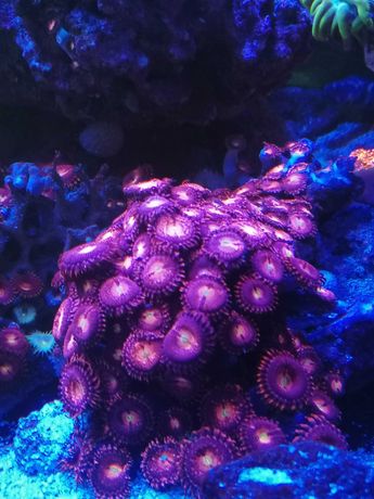 Zoanthus purple bee Cat eye koralowce akwarium morskie Czernica