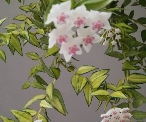 Hoya hoja kolekcjonerskie variegata varie syngonium monstera epi