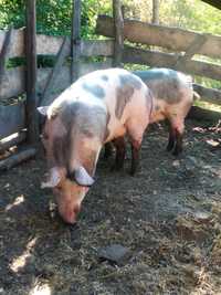 Домашні свині живою вагою