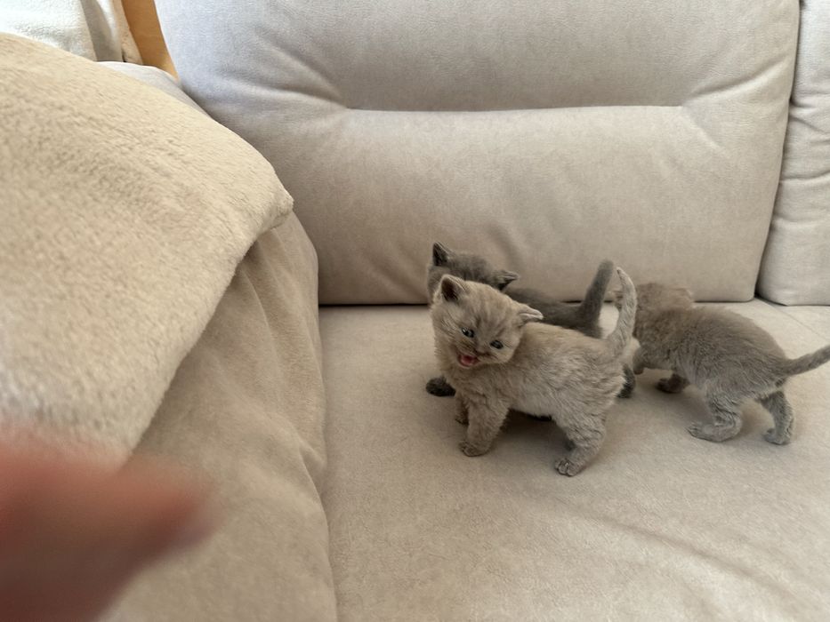 Шотландські кошенята