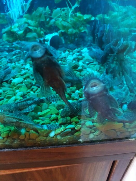 Сомики анцитрус. Акваріумна рибка.