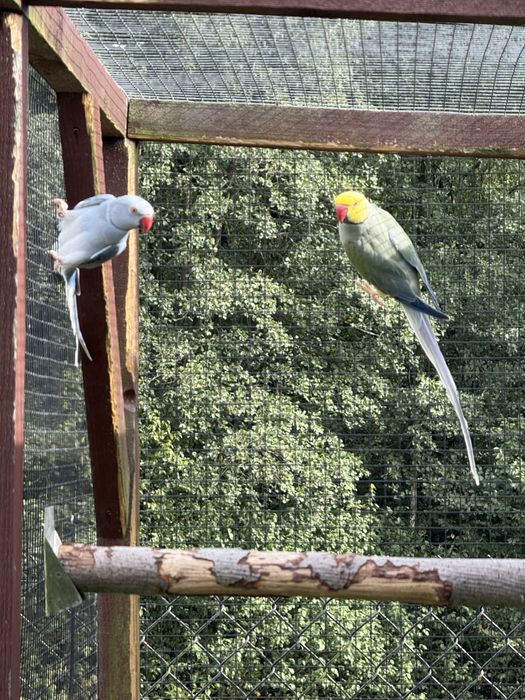 Sprzedam aleksandretty obrożne G.O