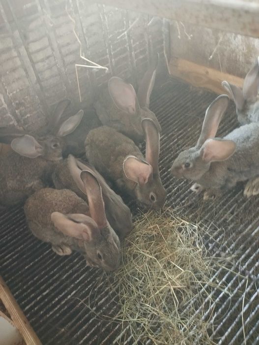 Młody tegoroczny belgijski olbrzym szary