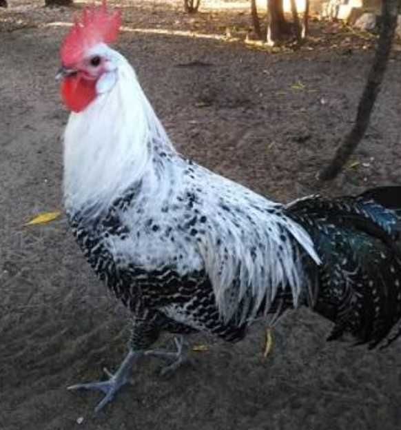 Sprzedam koguta brakla srebrna , lakenfelder, kaczki mandarynki