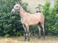 Poldra venda/troca