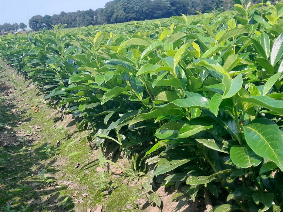 Novita! Laurowiśnia wschodnia! 150,180+ cm! Elly! Caucasica! Sadzimy!