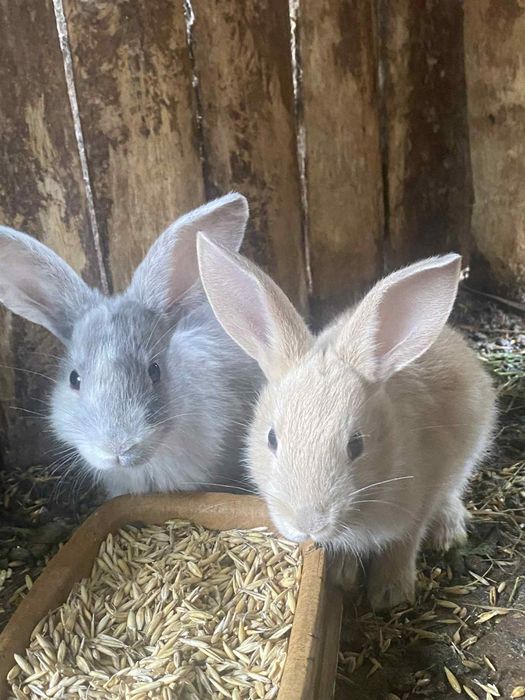 Sprzedam króliki