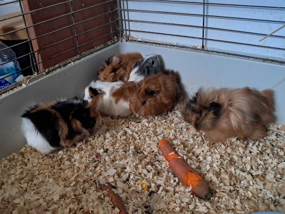 Świnka Morska, świnki morskie