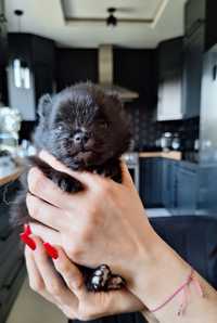 Pomeranian szpic chłopiec SIMON