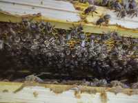 rodziny pszczele, pszczoły, ramka wielkopolska, odkłady pszczele, ule