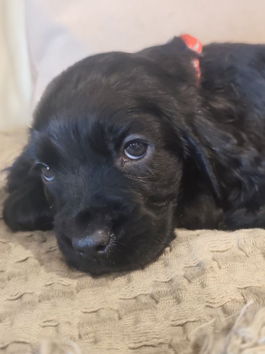 Cocker Spaniel MENINO