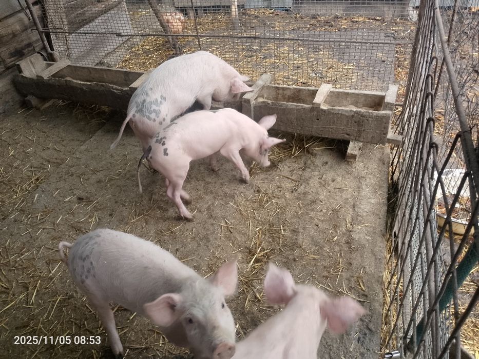 Продам  поросят.