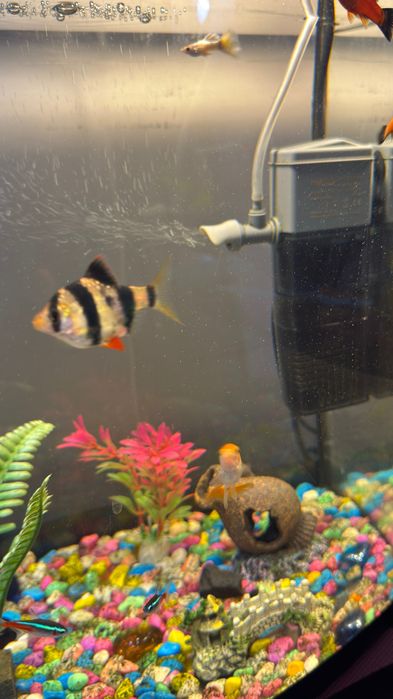 Аквариум с рыбками