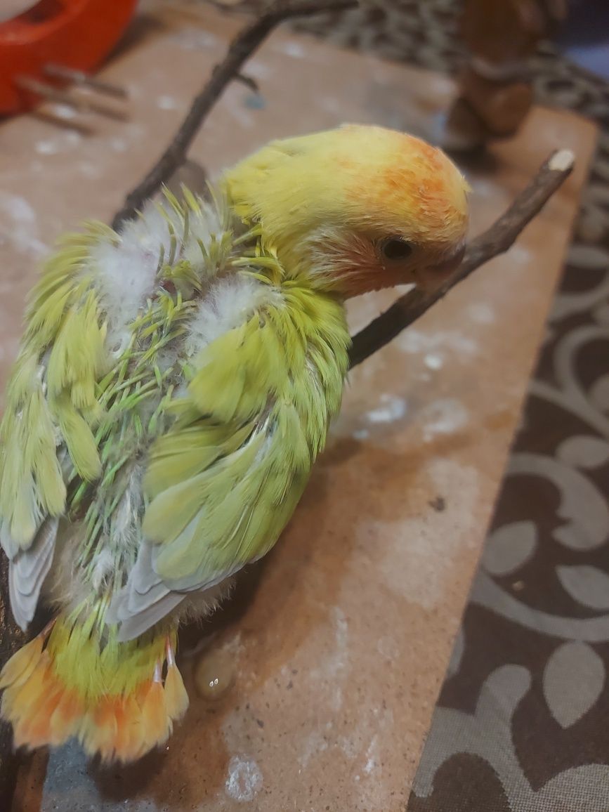 Agapornis domesticado