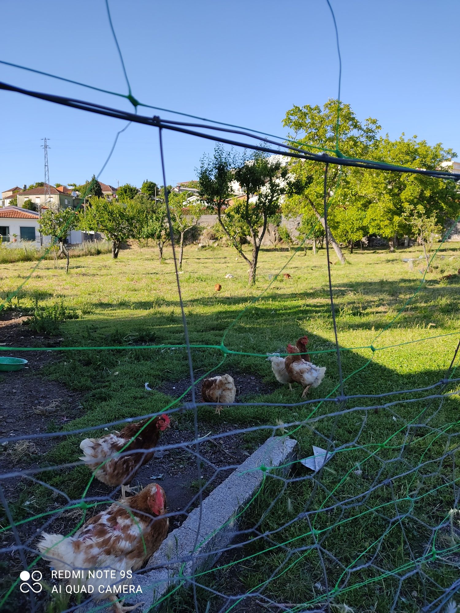 Ovos Caseiros (galinhas felizes)