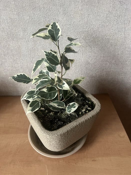 Фікус вазон ////