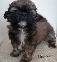 Shih-tzu sunia Havana Green House