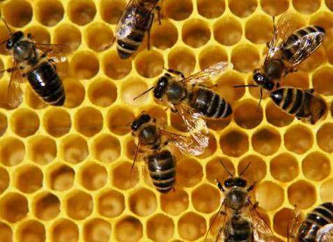 Пчелопакеты.Украинская степная пчела.