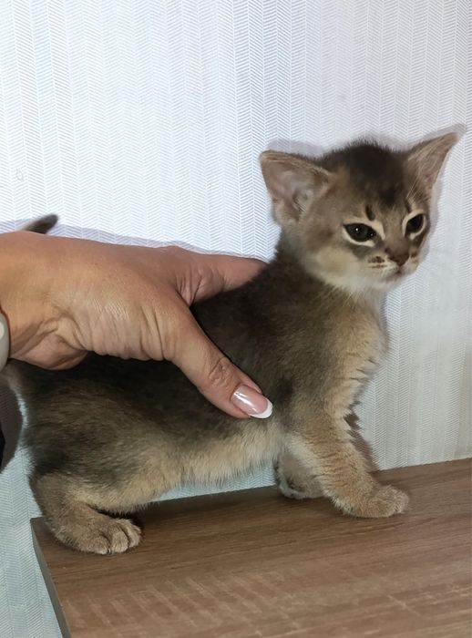 Кошенята абіссинськоі породи чекають на сімю