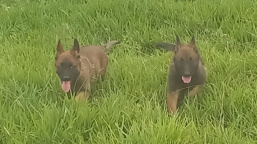 Pastor Belga Malinois