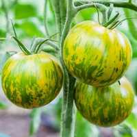 Sementes de tomate Green Zebra - rara