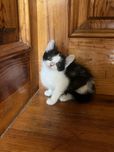 Віддаю котиків у доьрі руки