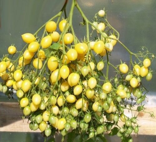 Насіння томатів Божевільнільні вишні Баррі та інших
