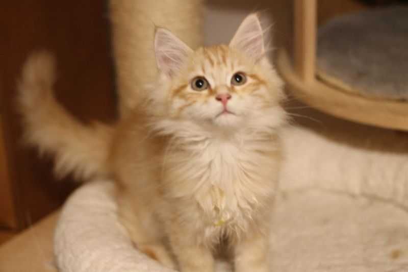 Rudy kocurek syberyjski rodowd FIFE