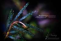 Bucephalandra "Belindae" [2023] od Vasteq