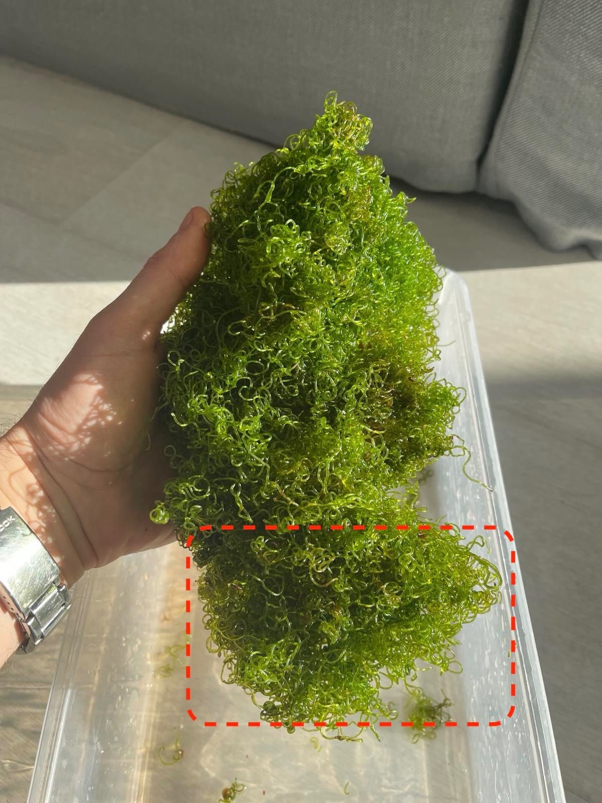 Glon Chaetomorpha (makroglony do refugium)