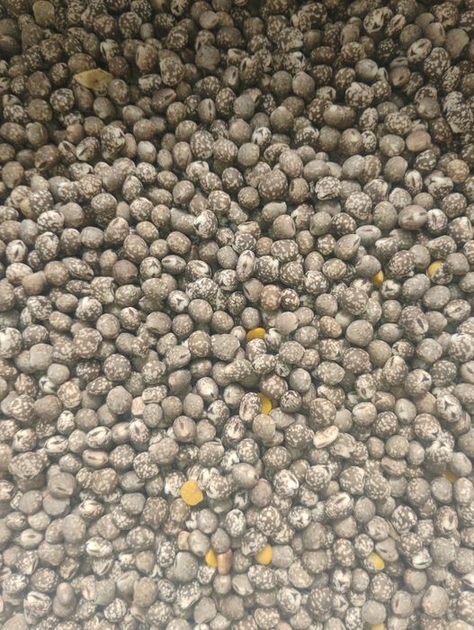 Łubin wąskolistny gorzki