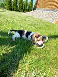 Piesek Beagle gotowy do odbioru metryka czip wyprawka