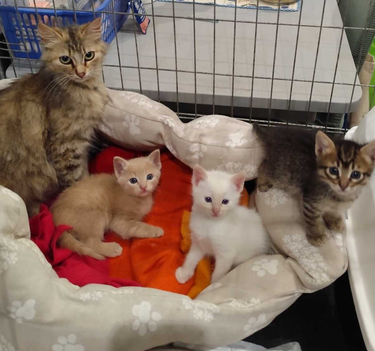 Gatinhos com 2 meses para adoção responsável em Gondomar