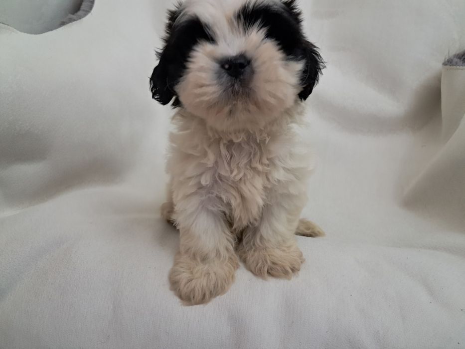 Shihtzu  macho excelente