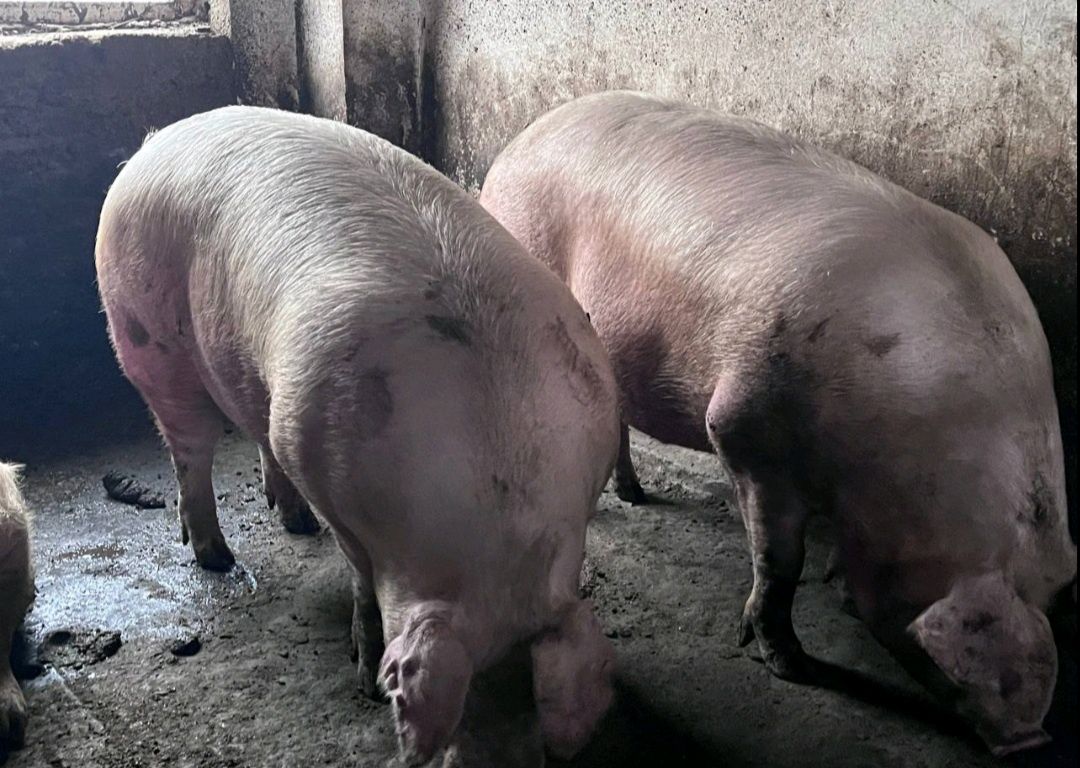 Продам свині різної категорії