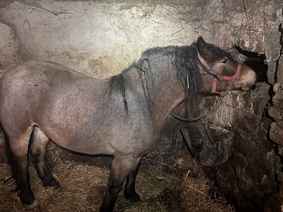 Sprzedam klacz dereszke i gniada